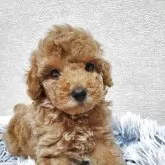 トイプードル(トイ)【埼玉県・男の子・2025年9月8日・レッド】の写真1