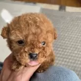 ティーカッププードル