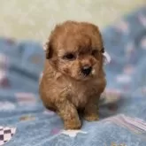 ティーカッププードル【埼玉県・女の子・2025年9月27日・レッド】の写真2