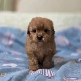 ティーカッププードル【埼玉県・女の子・2025年9月27日・レッド】の写真5