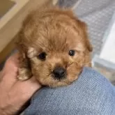 ティーカッププードル【埼玉県・女の子・2025年9月27日・レッド】の写真8