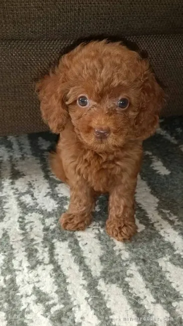 ID：2108-03422の子犬