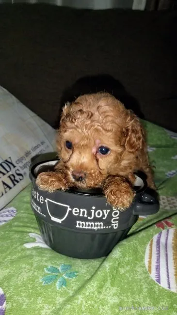 ID：2108-03494の子犬