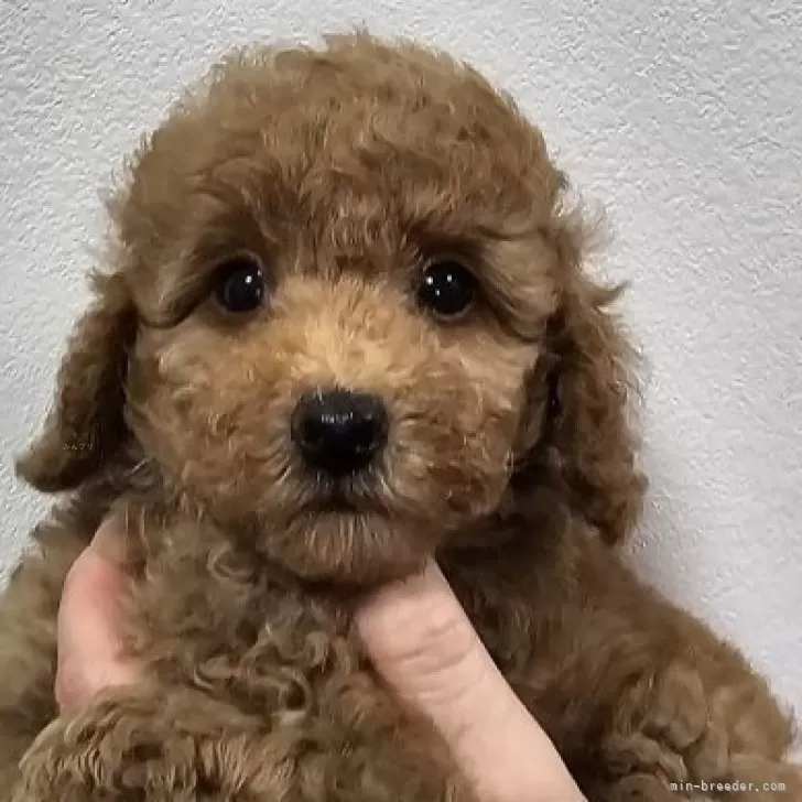 ID:2408-08224の子犬