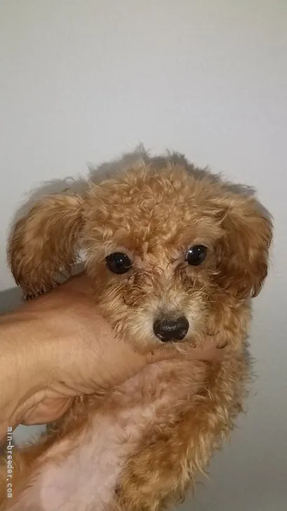 ID:2108-03934の子犬