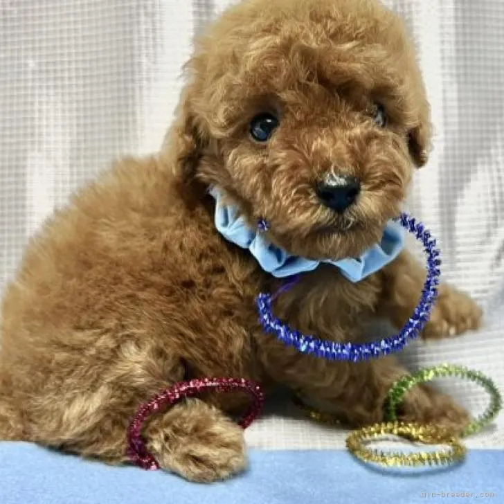 ID:2209-03701の子犬