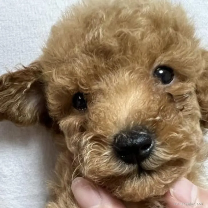 ID：2206-00287の子犬