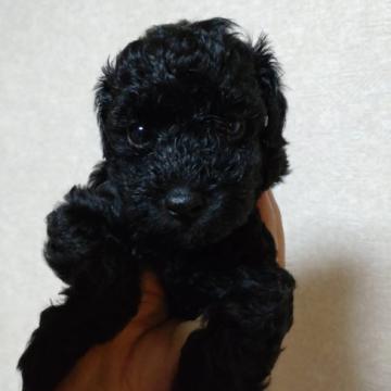 トイプードル(タイニー)【埼玉県・女の子・2022年8月6日・ブラック】の写真「オチャメな可愛い女の子です」