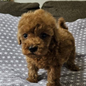 トイプードル(タイニー)【埼玉県・女の子・2024年8月24日・レッド】の写真「小さな可愛い女の子です」