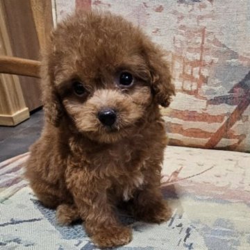 トイプードル(ティーカップ)【埼玉県・女の子・2024年6月29日・レッド】の写真「静かな泣かない可愛い甘えん坊の女の子です」