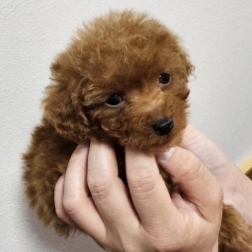 トイプードル(ティーカップ)【埼玉県・男の子・2024年6月29日・レッド】の写真「泣かない小さな甘えん坊の男の子です」