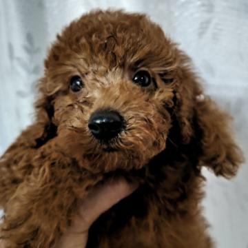 オストイプードル  ×  トイプードル×シーズ【埼玉県・女の子・2022年6月18日・レッド】の写真「おとなしく優しい可愛い女の子です」