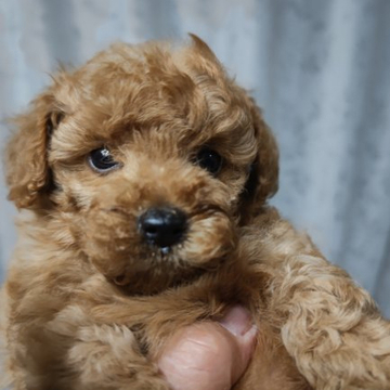トイプードル(タイニー)【埼玉県・男の子・2022年6月18日・アプリコット】の写真「おとなしくて優しい泣かない男の子です」