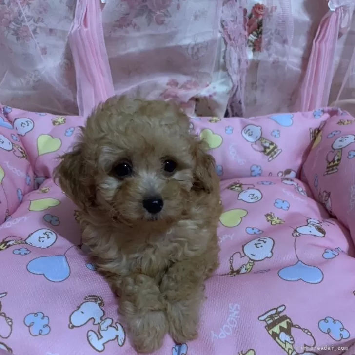 ID:2508-01114の子犬