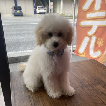 トイプードル(タイニー)【沖縄県・男の子・2024年7月7日・ホワイト】の写真「人懐っこい子！」