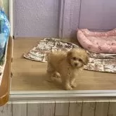 タイニープードル