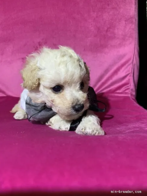 ID：2202-04229の子犬