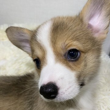 ウェルシュ・コーギー・ペンブローク【沖縄県・女の子・2024年4月18日・レッド&ホワイト】の写真「DM発症しません。」