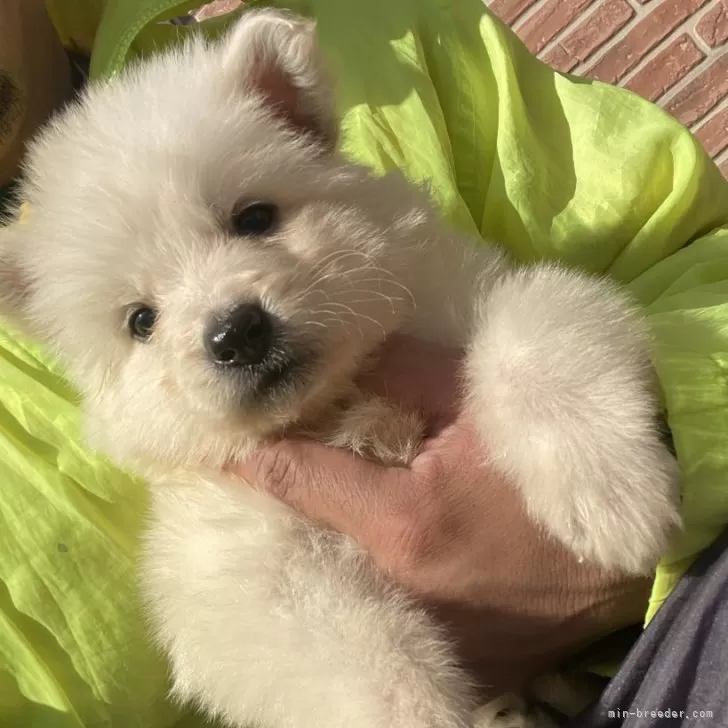 K.S 様のお迎えした子犬