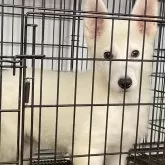 ホワイト・シェパード【滋賀県・男の子・2024年11月25日・ホワイト】の写真1「最新のお写真です★凛々しくなってきました」