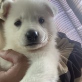 ホワイト・シェパード