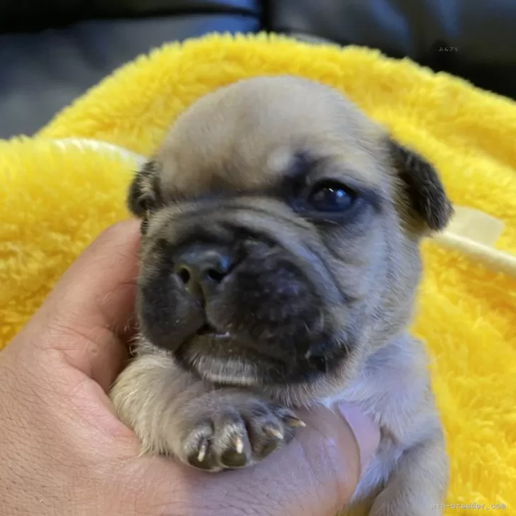 ID:2409-01096の子犬