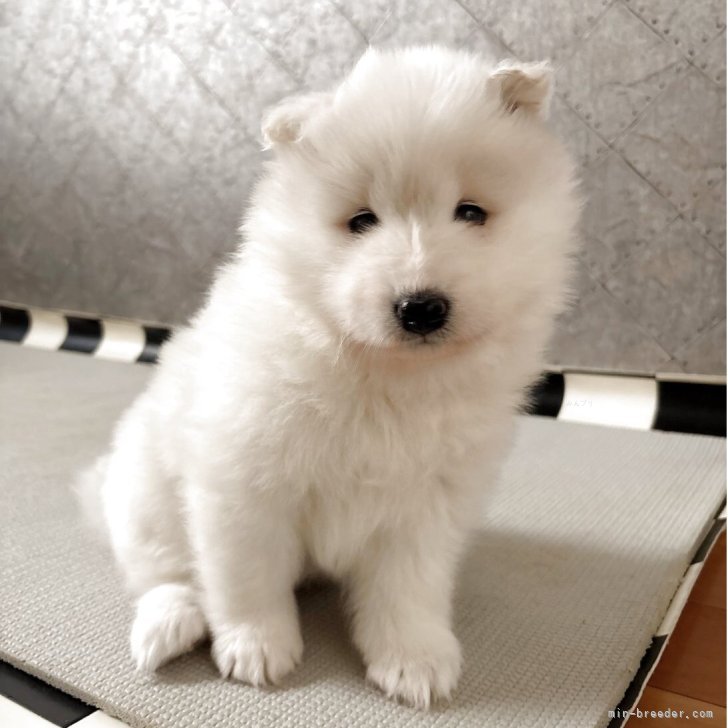 ブリーダー画像