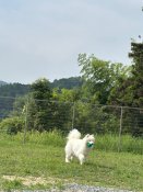 サモエド【・女の子・2024年5月1日・ホワイト】