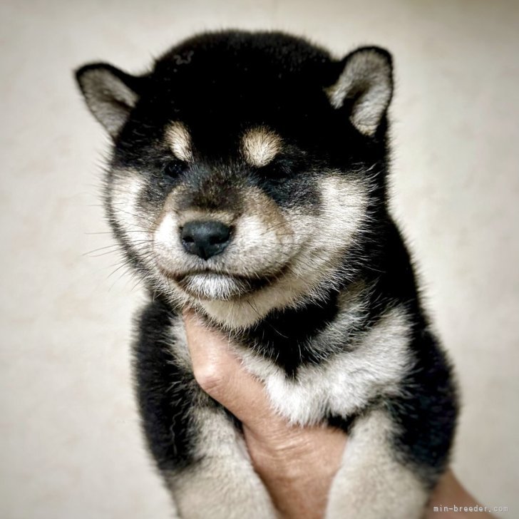 ブリーダー画像