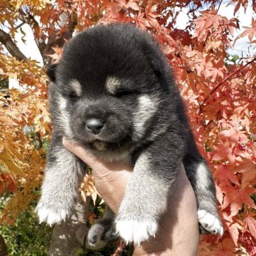 柴犬(標準サイズ)【青森県・女の子・2025年10月1日・黒】の写真「可愛いメスの黒柴です✨」