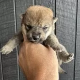 柴犬(標準サイズ)