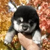 柴犬(標準サイズ)【青森県・女の子・2025年10月1日・黒】の写真3