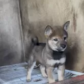 柴犬(標準サイズ)【青森県・男の子・2025年7月17日・胡麻】の写真4