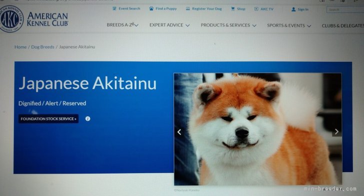 当犬舎の天馬号がAKC Japanese akitainuの紹介画像に使用されています。｜金子　典之(かねこ　のりゆき)ブリーダー(群馬県・柴犬など・秋田犬保存会/KCJ登録)の紹介写真2