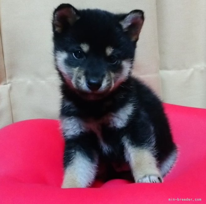 金子　典之(かねこ　のりゆき)ブリーダー(群馬県・柴犬など・秋田犬保存会/KCJ登録)の紹介写真8