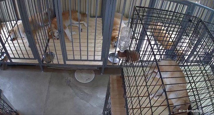 犬舎内です。｜金子　典之(かねこ　のりゆき)ブリーダー(群馬県・柴犬など・秋田犬保存会/KCJ登録)の紹介写真9