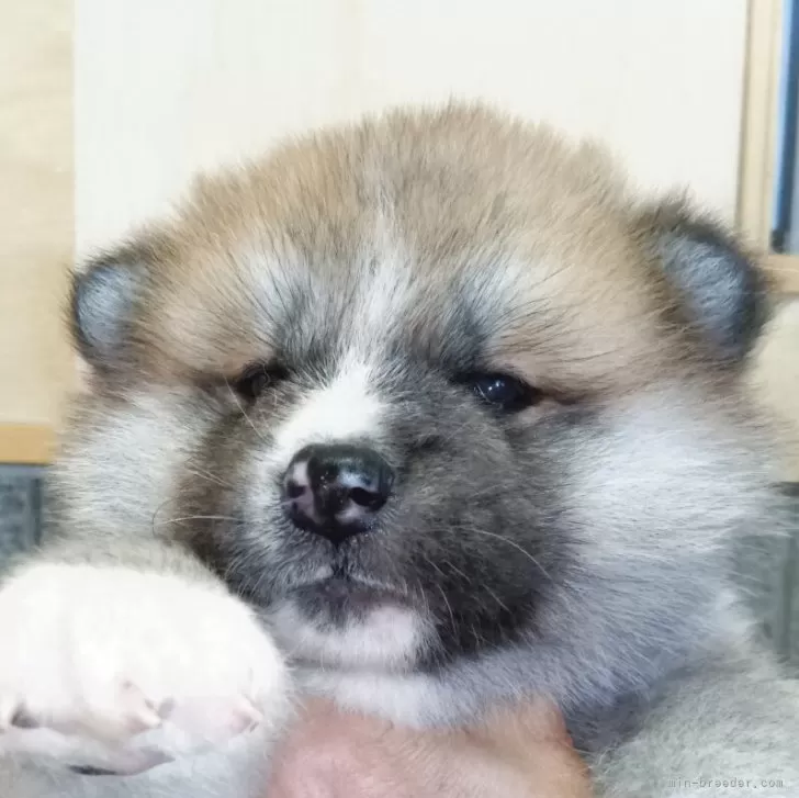 ID：2510-08009の子犬