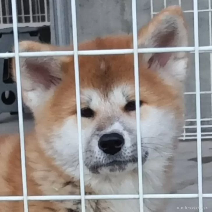 ID:2501-05470の子犬