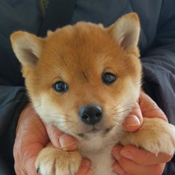 柴犬(豆柴)【群馬県・男の子・2024年10月31日・赤】の写真「ポイント両親共に豆柴認定犬です」