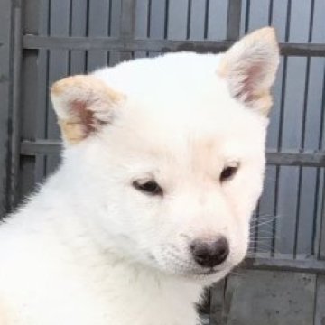 柴犬(豆柴)【群馬県・男の子・2025年9月25日・白】の写真「ポイント両親共に豆柴認定犬です」