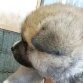 秋田犬【群馬県・男の子・2025年10月1日・赤】の写真2