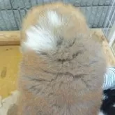 秋田犬【群馬県・男の子・2025年10月1日・赤】の写真3