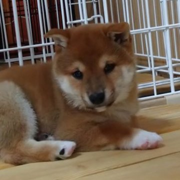 柴犬(豆柴)【群馬県・男の子・2024年2月14日・赤】の写真「両親共に豆柴認定犬です」