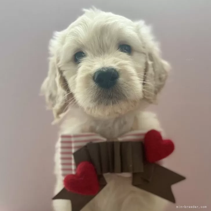 ID：2501-02917の子犬