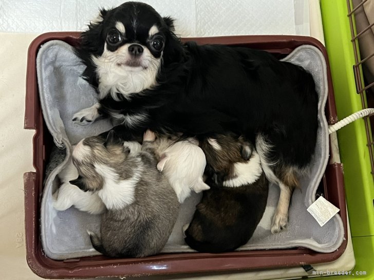 西山康雄ブリーダー