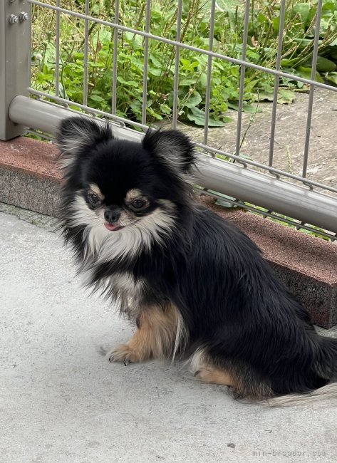 タイよりお迎えしました。現在、パパ活中‼️｜西山　康雄(にしやま　やすお)ブリーダー(群馬県・チワワ(ロング)など・JKC登録)の紹介写真3