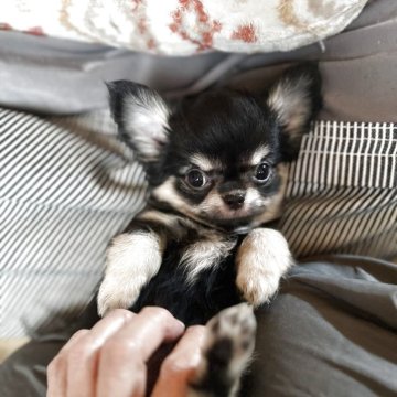 チワワ(ロング)【群馬県・女の子・2025年8月22日・ブラック/タン】の写真「可愛いブラタン兄妹(妹)のご紹介」