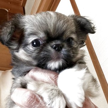 チワワ(ロング)【群馬県・男の子・2025年2月20日・フォーン/ホワイト】の写真「可愛い子のご紹介です。」