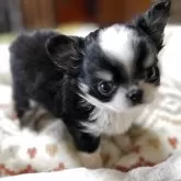 チワワ(ロング)【群馬県・女の子・2025年9月15日・ブラック/タン/ホワイト】の写真1