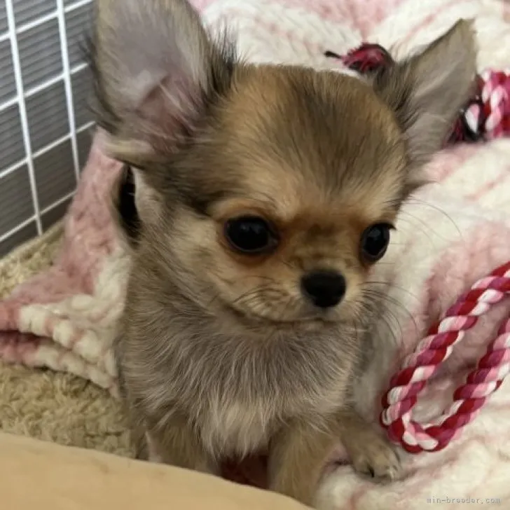 ID：2303-04309の子犬